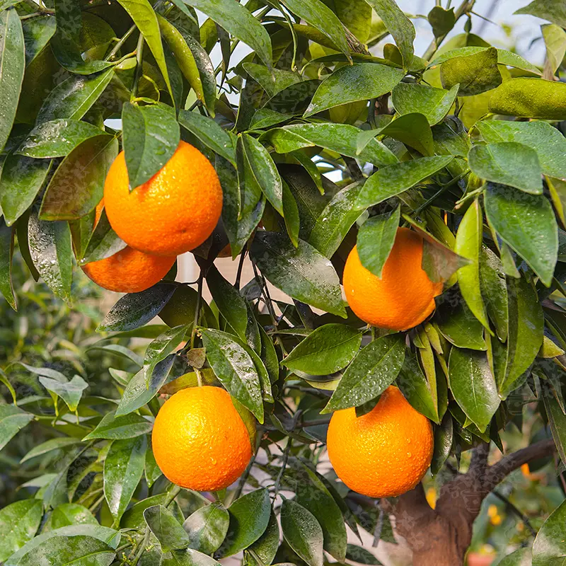 Апельсин Овале Калабрезе / Orange Ovale Calabrese — цитрусовое растение, детальное фото
