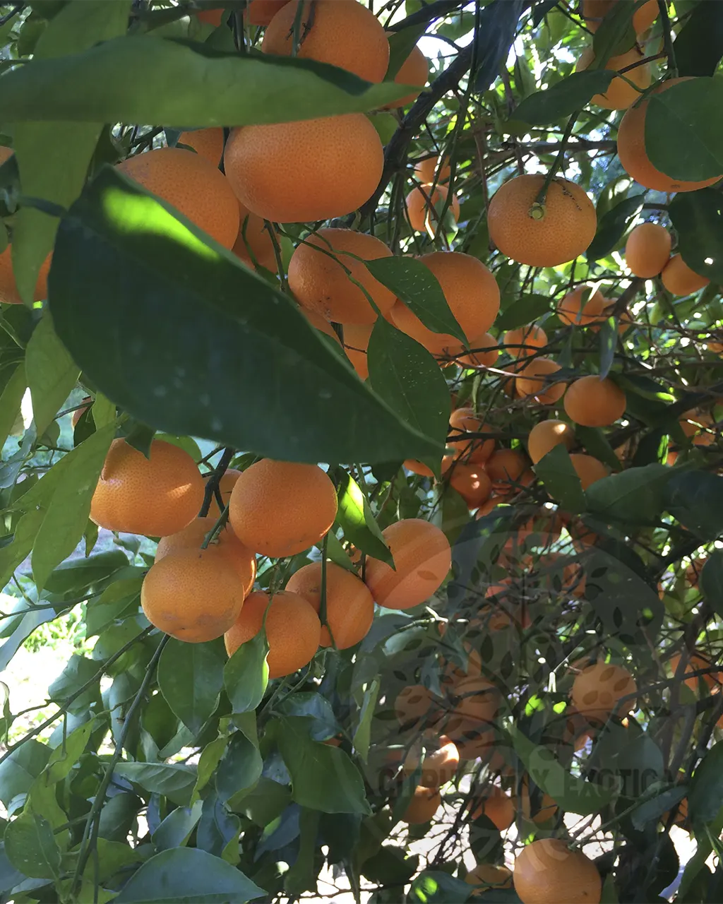 Мандарин Мандаред / Mandarin Mandared — цитрусовое растение, детальное фото
