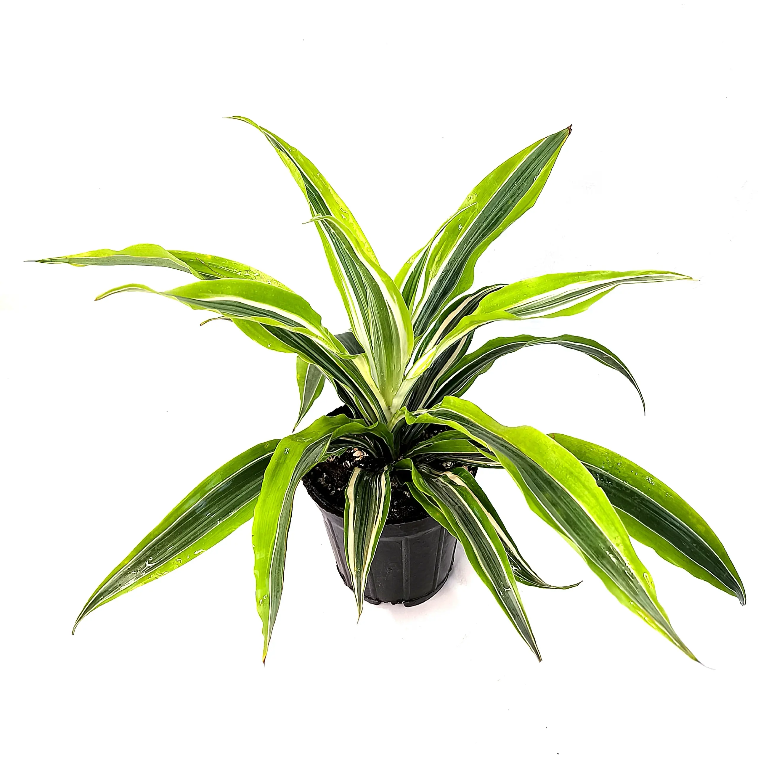 Dracaena Royers Gold листья