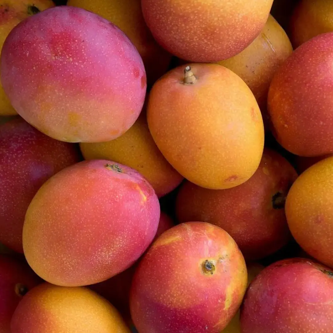 Манго Майя / Mangifera indica Maya