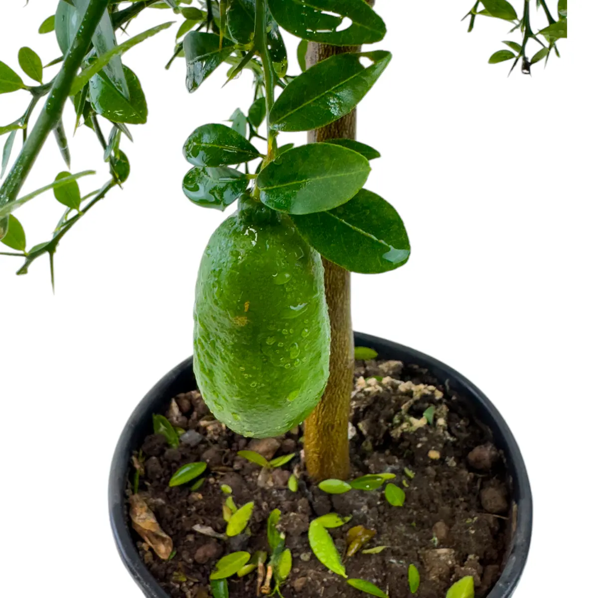 Микроцитрус Фаустрайм / Microcitrus Faustrime — цитрусовое растение, детальное фото
