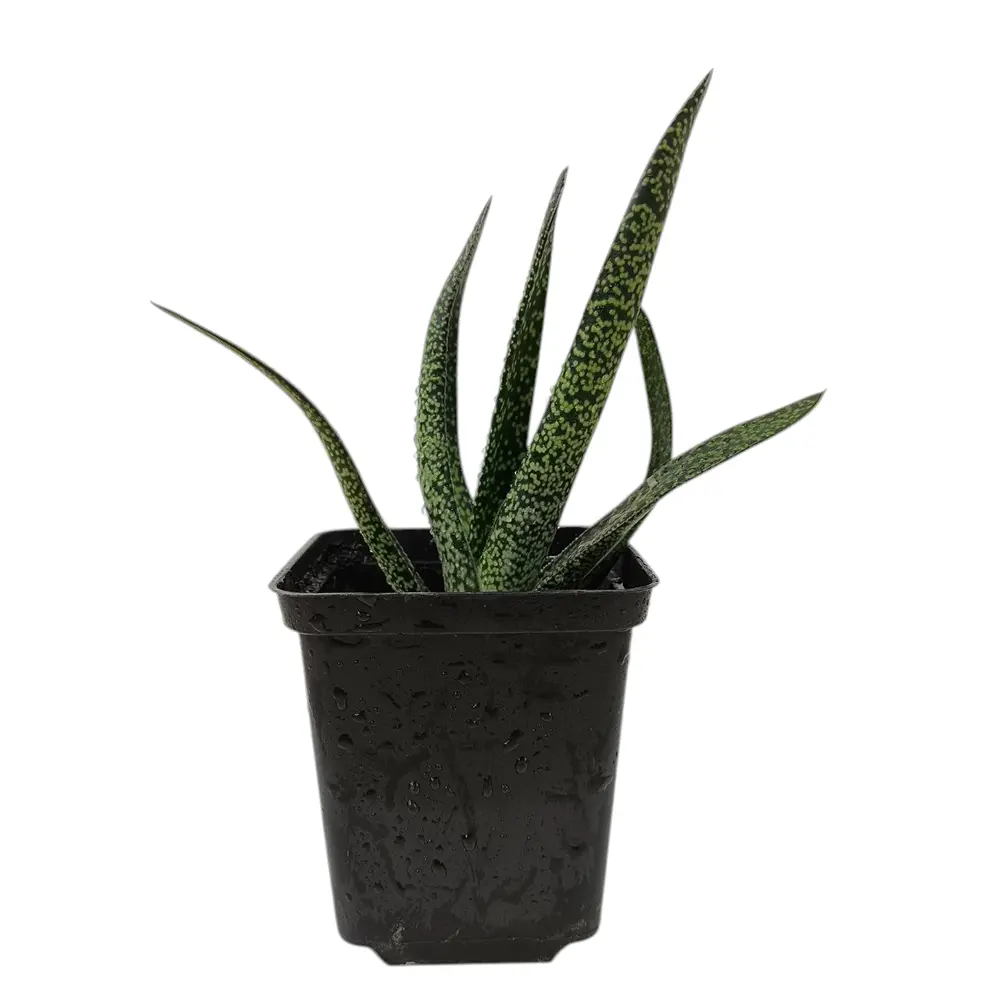 Гастерия / gasteria maculata купить