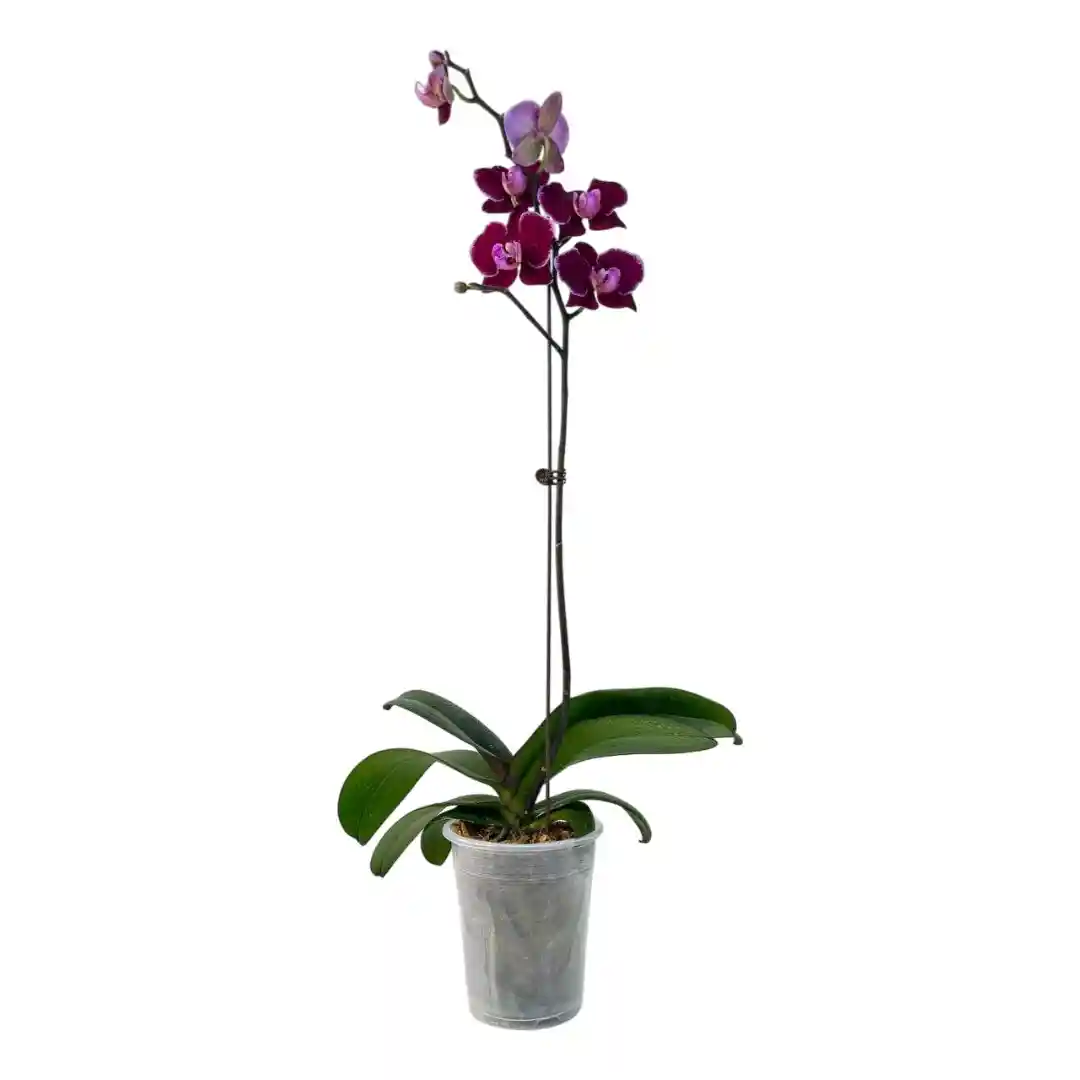 Фаленопсис Монпелье / Phalaenopsis Montpellier 1 ств купить