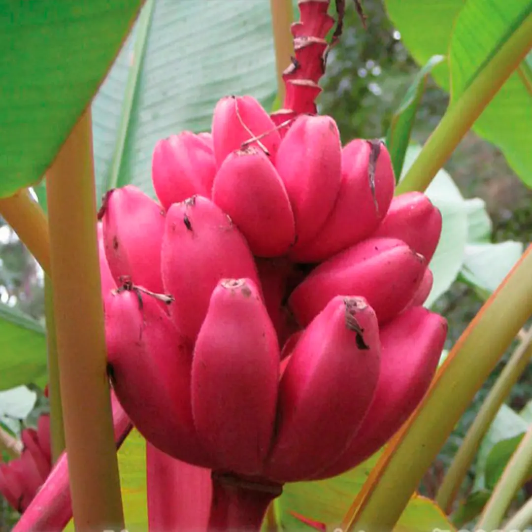 Банан Красный Декка / Banana Red Dacca