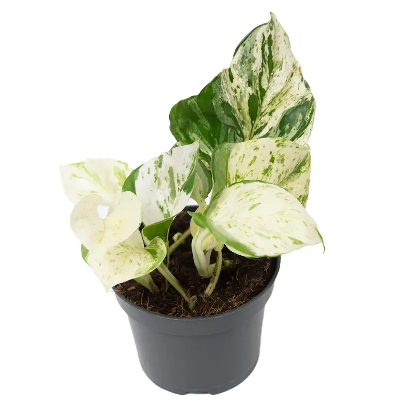 Эпипремнум pinnatum Happy Leaf купить