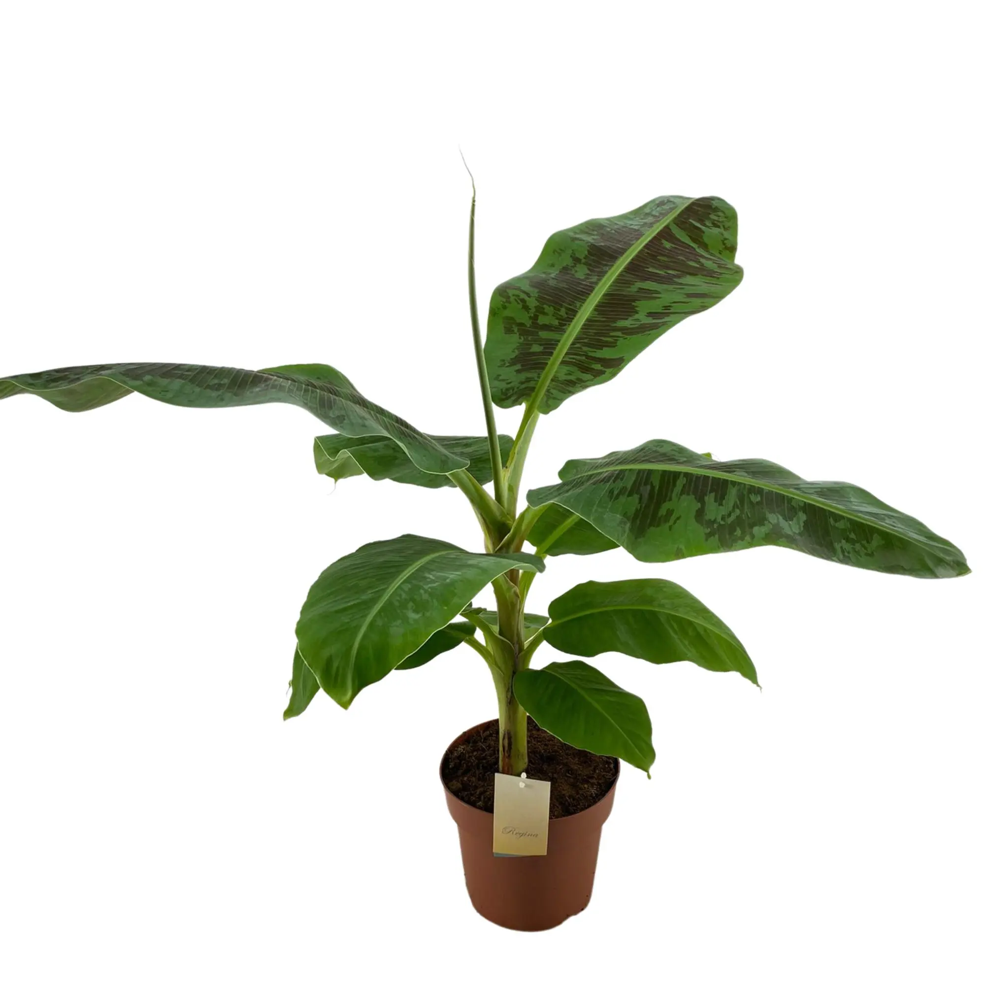 Банан Муса Дварф Кавендиш Карлик / Banana Dwarf Cavendish