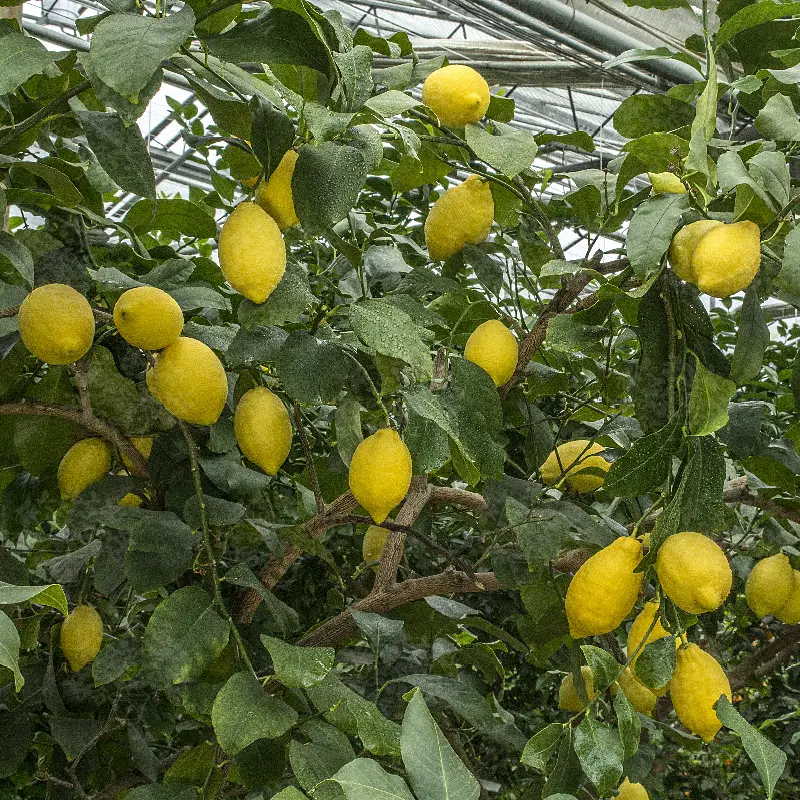 Лимон Фемминелло Каррубаро / Lemon Femminello Carrubaro — цитрусовое растение, детальное фото
