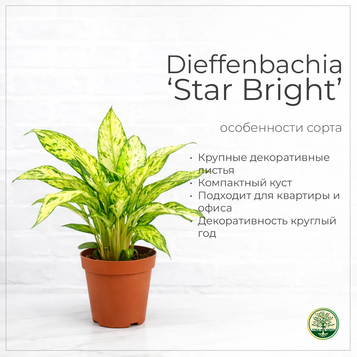 Dieffenbachia Star Bright светлые листья