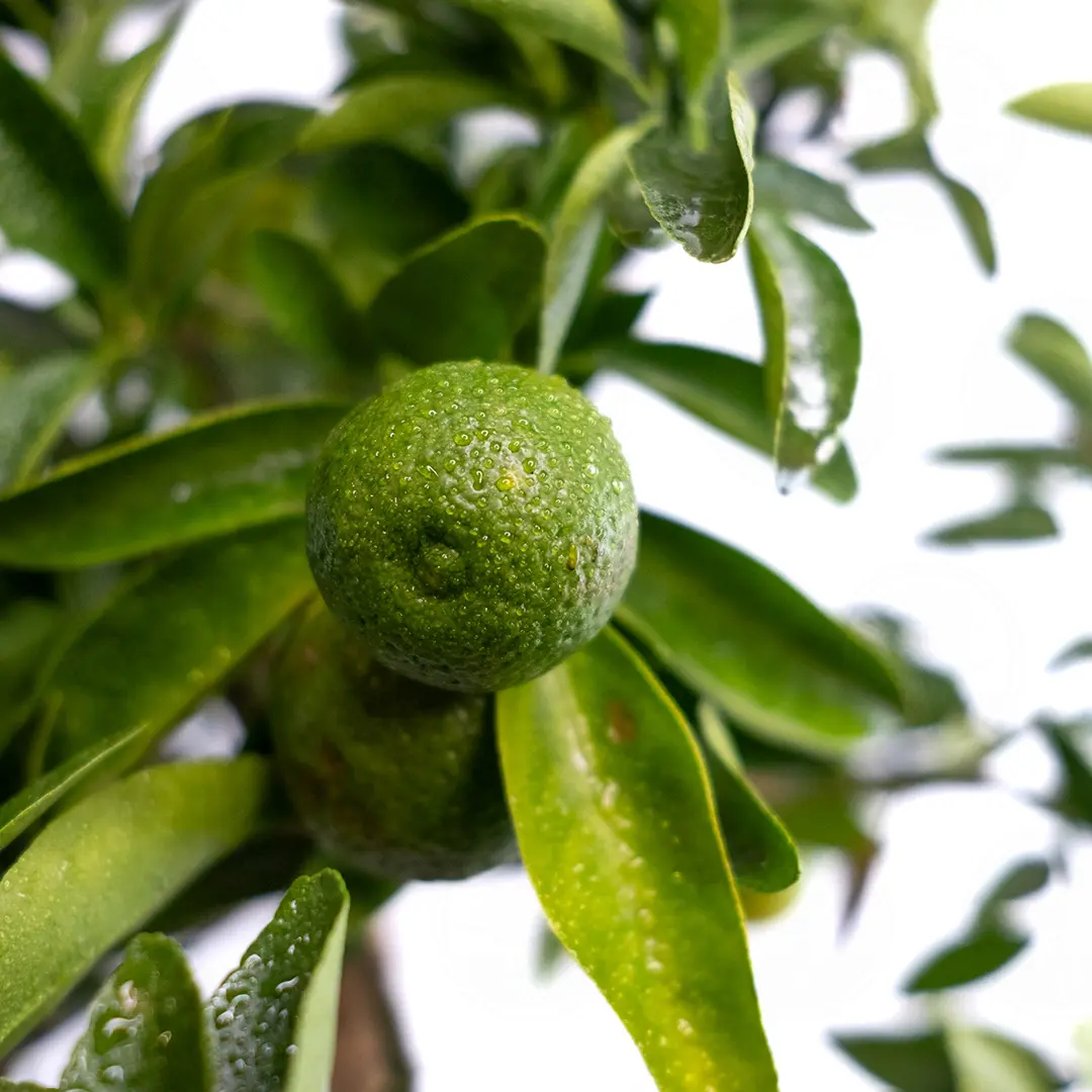 Кумкват Кукле / Kumquat Kucle — цитрусовое растение, детальное фото
