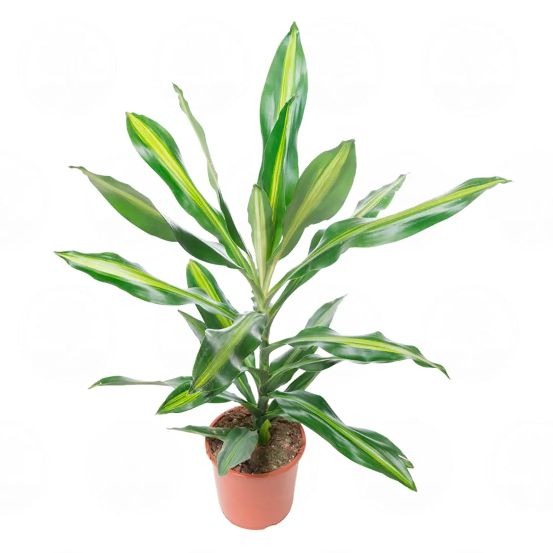 Драцена fragrans Cintho купить