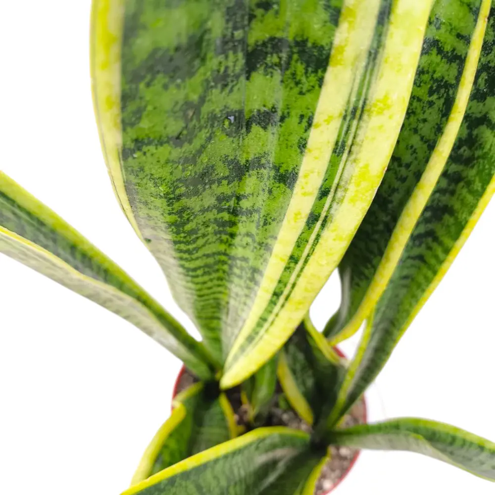 Сансевиерия Лауренти / Sansevieria trifasciata Laurentii купить
