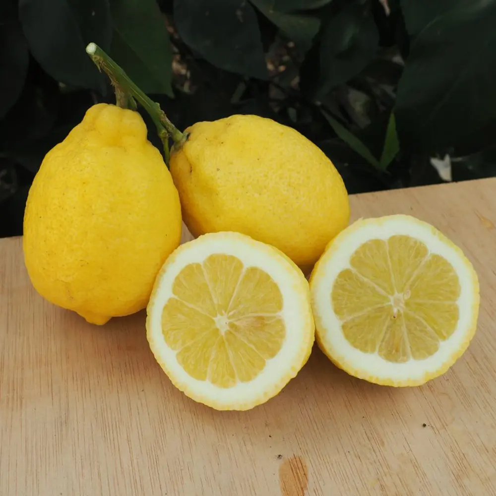 Лимон Биньетт / Lemon Bignette — цитрусовое растение, детальное фото
