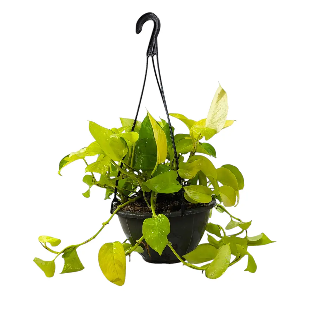 Эпипремнум Голден Потос / Epipremnum pinnatum Golden Pothos купить