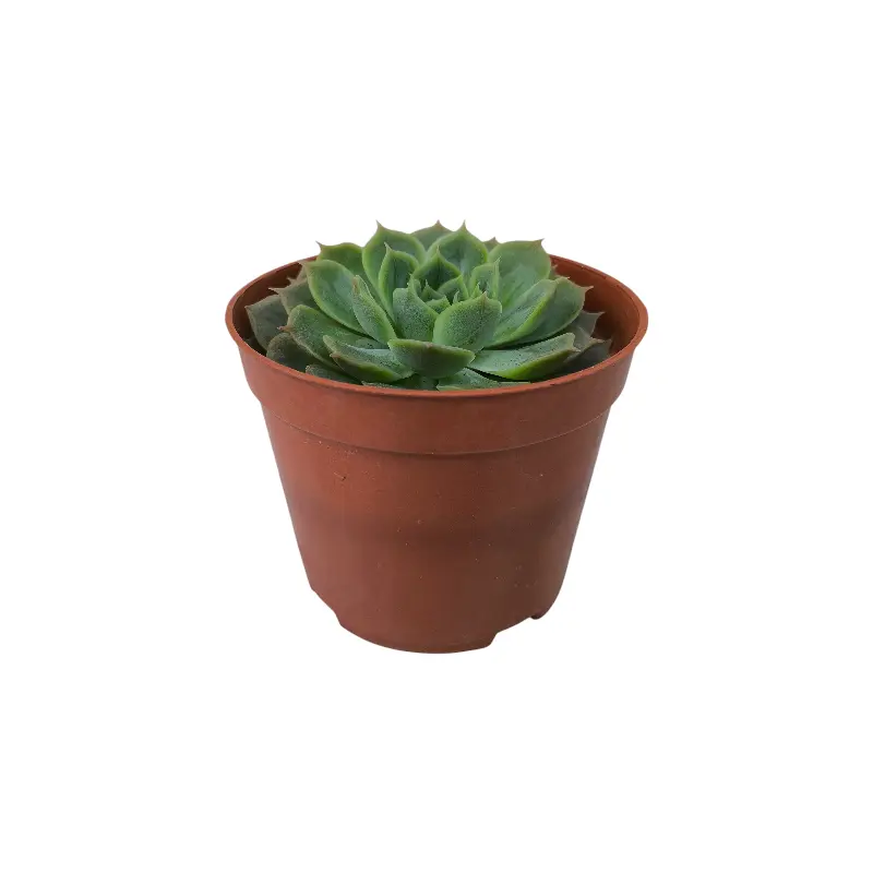 Эхеверия Онслоу /  Echeveria Onslow купить