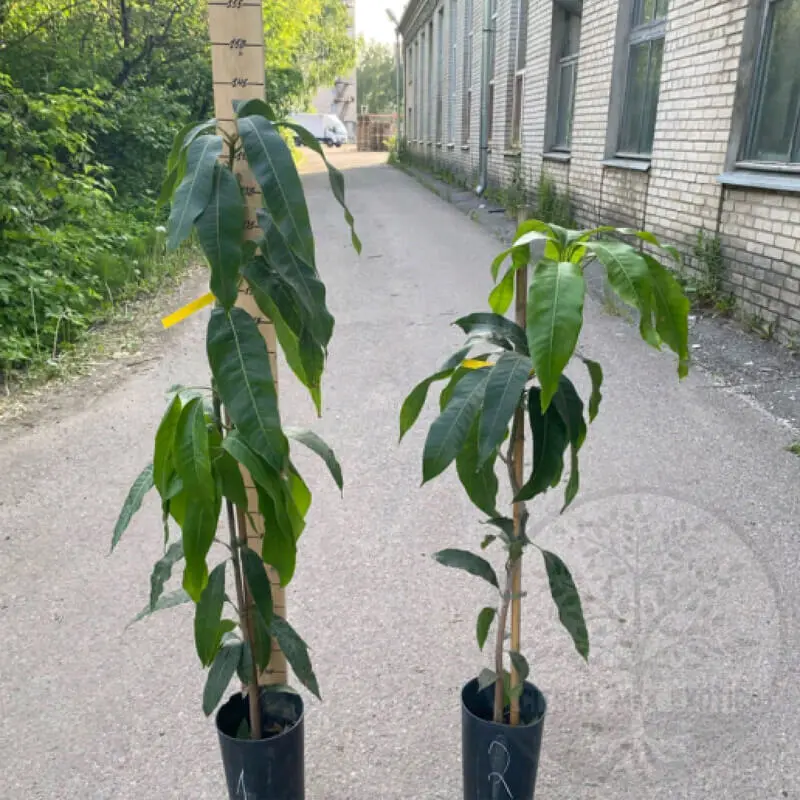 Манго Палмер / Mangifera indica Palmer
