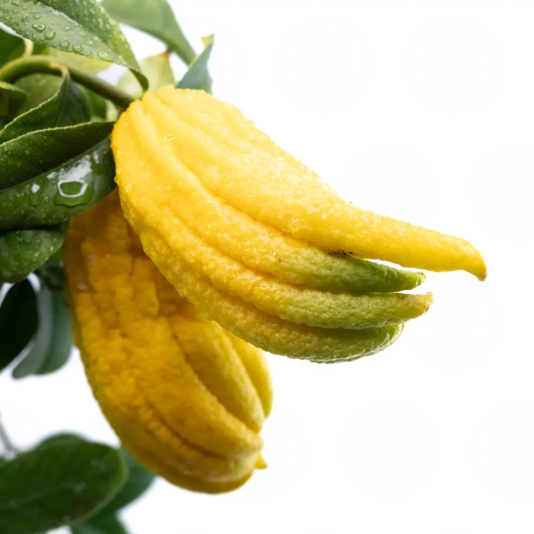 Цитрон Рука Будды / Citrus medica Digitata — цитрусовое растение, детальное фото
