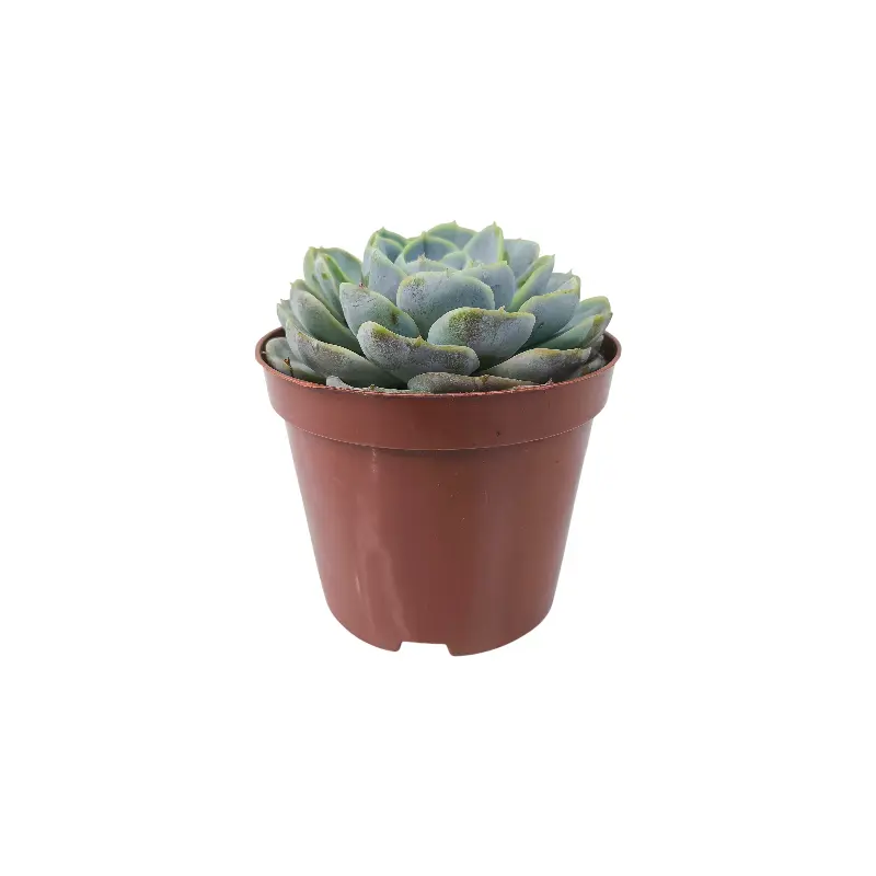 Эхеверия Блю Сюрпрайз / Echeveria Blue Surprise купить