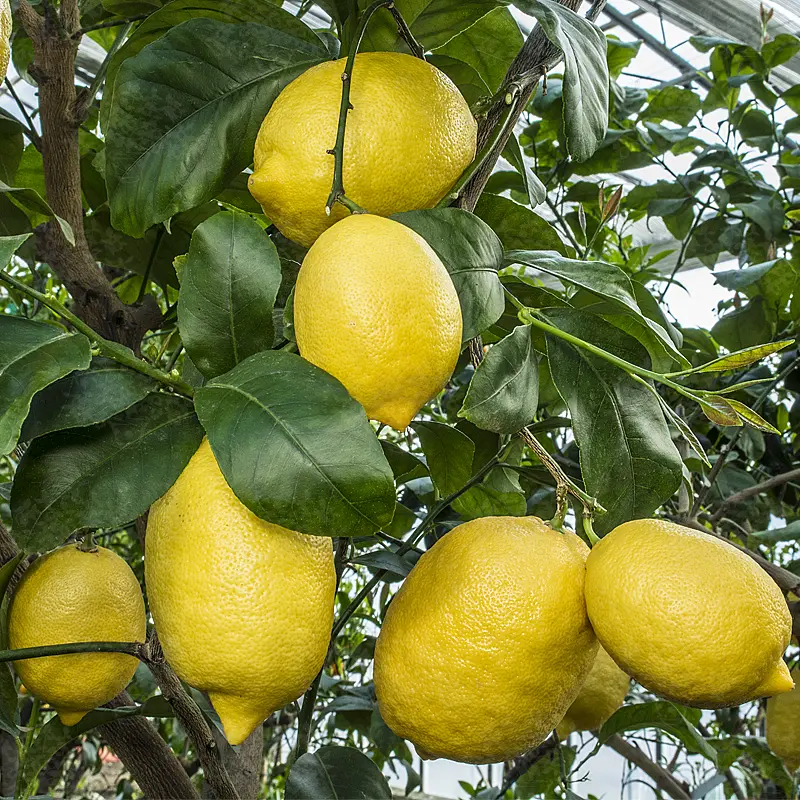 Лимон Амалфитанум / Lemon Amalphitanum — цитрусовое растение, детальное фото
