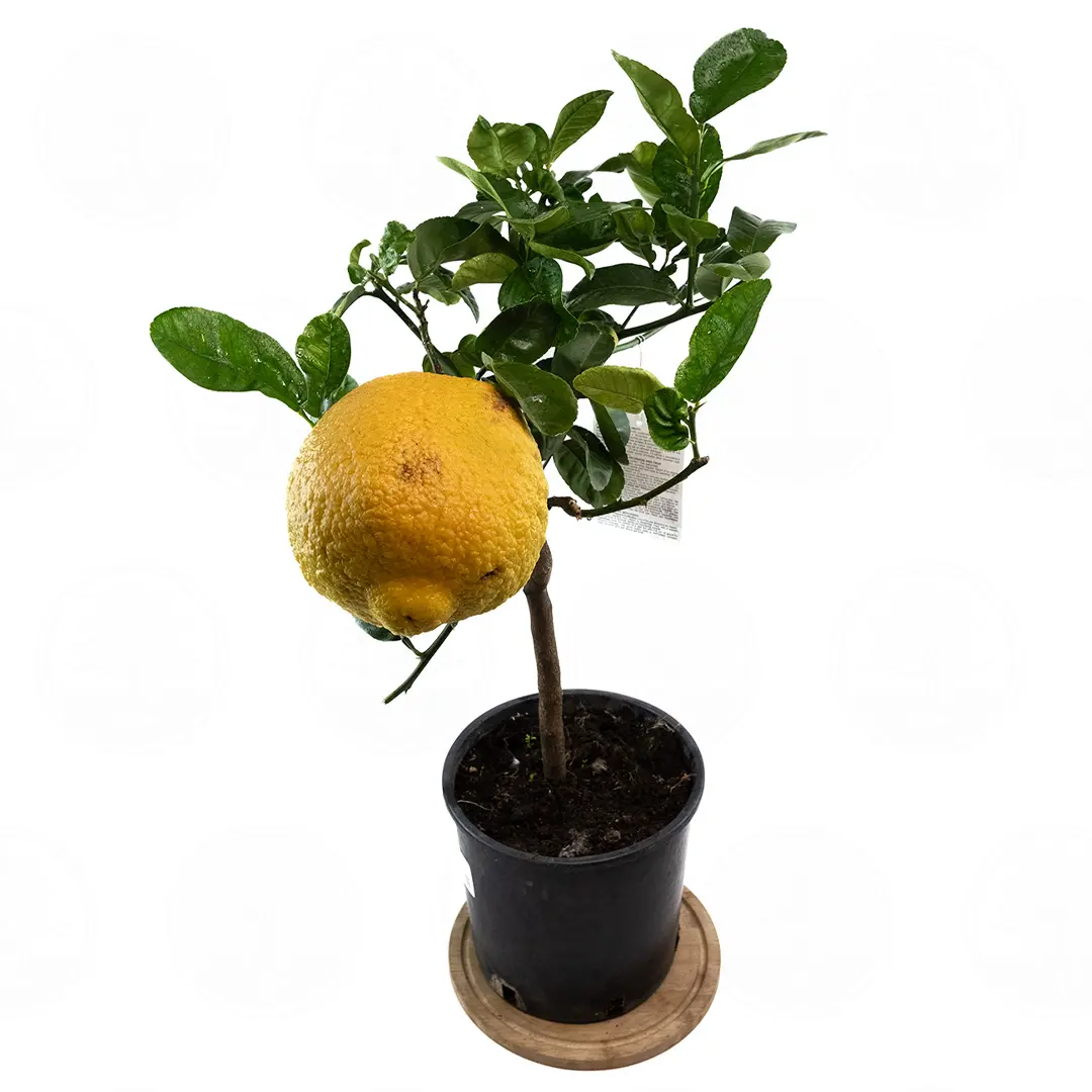 Цитрон Максима / Citrus medica Maxima — цитрусовое растение, детальное фото
