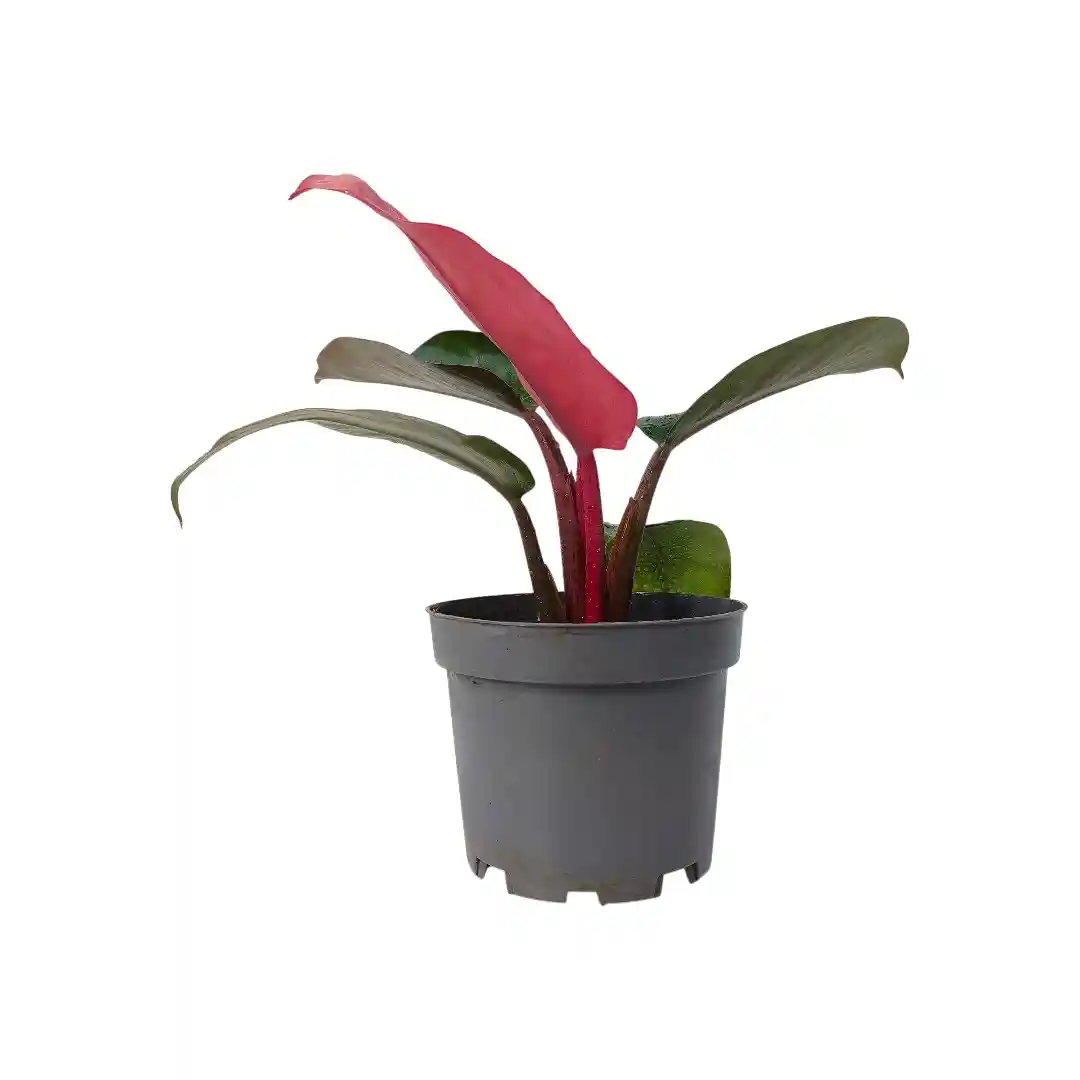 Philodendron Pink Congo розовые листья