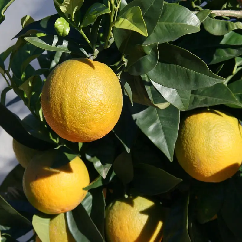 Апельсин Сукрена / Orange Sucrena — цитрусовое растение, детальное фото
