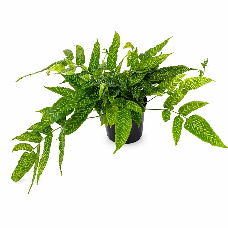 Кониограмма Голден Зебра / Coniogramme emeiensis Golden Zebra купить