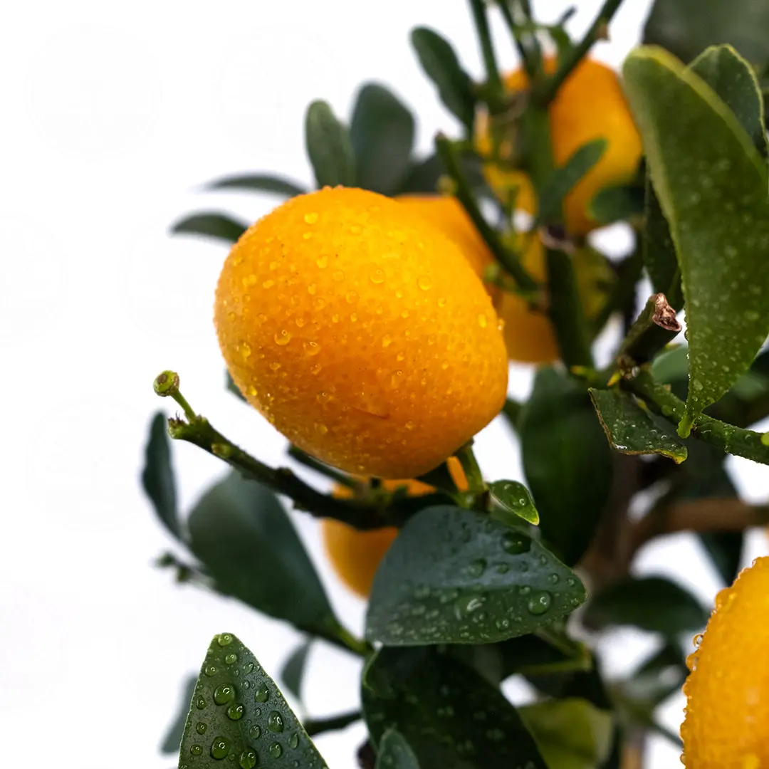Кумкват Маргарита Биг / Kumquat Margarita Big — цитрусовое растение, детальное фото
