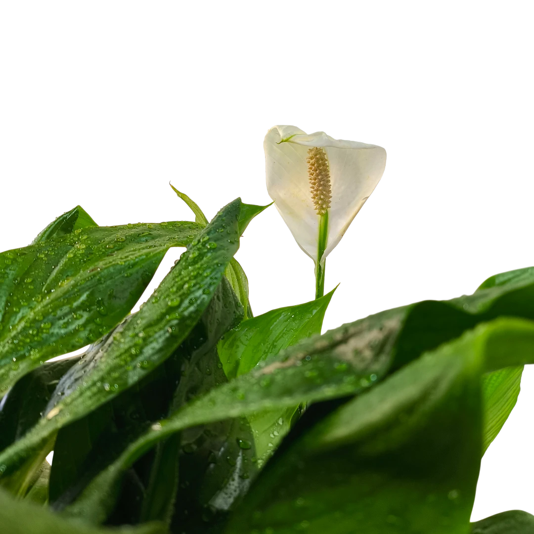 Спатифиллум / Spathiphyllum купить