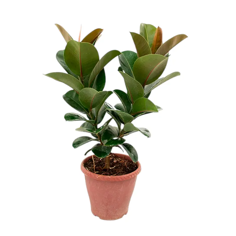 Фикус эластика "София" / Ficus elastica "Sofia" купить