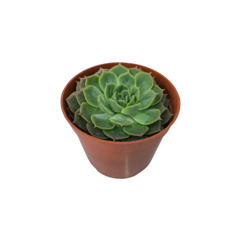 Эхеверия Онслоу /  Echeveria Onslow купить