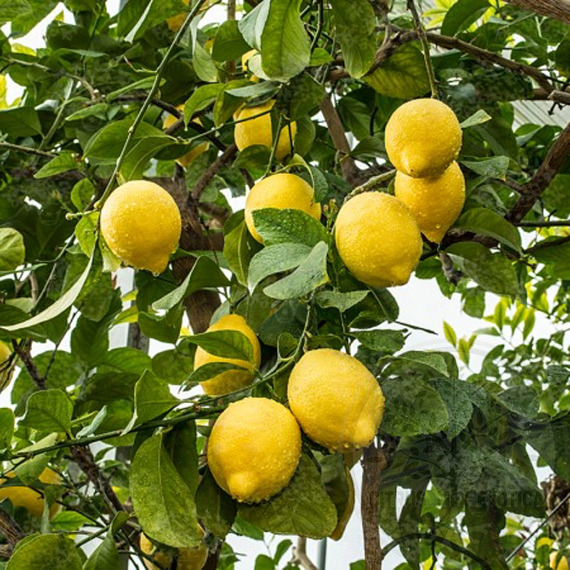 Лимон Круглый 4 сезона / Lemon tondo quattro stagioni — цитрусовое растение, детальное фото
