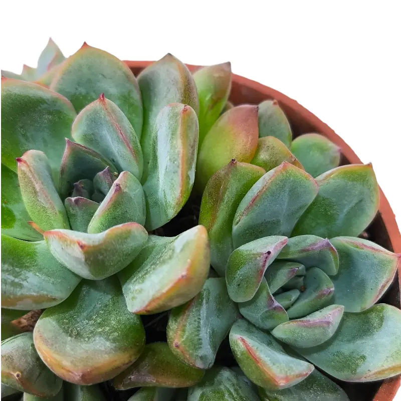 Эхеверия Апус / Echeveria Apus купить