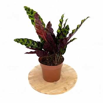 Калатея Лансифолия / Calathea Lancifolia