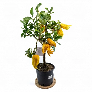 Цитрон Рука Будды / Citrus medica Digitata — цитрусовое растение, фото
