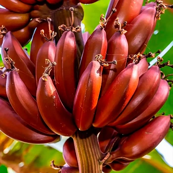 Банан Красный Декка / Banana Red Dacca