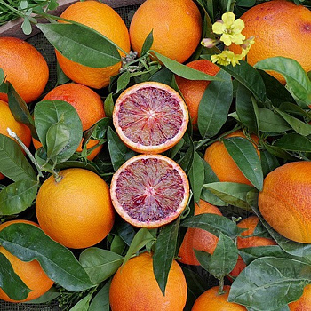 Апельсин Сангвинелли / Orange Sanguinelli — цитрусовое растение, фото
