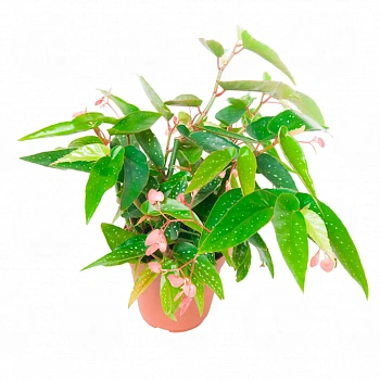 Бегония albopicta 'Rosea'