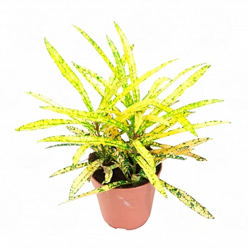 Кодиеум variegatum 'Gold Star'