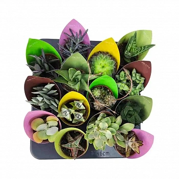 Суккуленты микс/ Succulent Mix