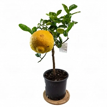 Цитрон Максима / Citrus medica Maxima — цитрусовое растение, фото
