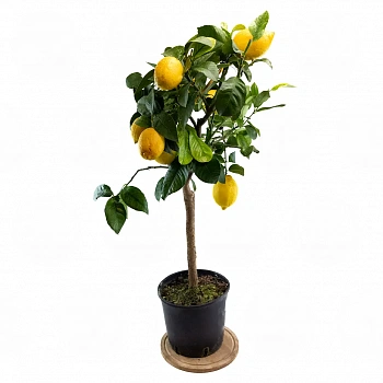 Лимон Фемминелло Сиракузано нуцелярный / Lemon Femminello Siracusano — цитрусовое растение, фото

