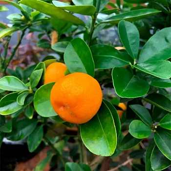 Кумкват Фукуши OB4 / Kumquat Fukushi OB4 — цитрусовое растение, фото
