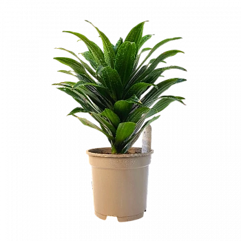 Драцена Фрагранс Копстек / Dracaena fragrans Copstek