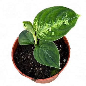 Аглаонема pictum 'Bicolor'