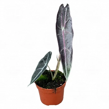 Алоказия longiloba PURPLE