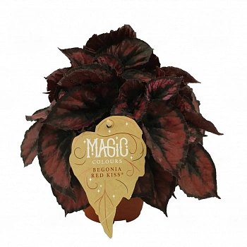 Бегония MAGIC COLOURS RED KISS