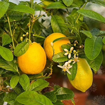 Цитрон Этрог / Citrus medica Etrog — цитрусовое растение, фото
