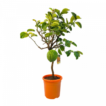 Цитрон Чедро Делла Чина / Citrus medica Cedro Della Cina — цитрусовое растение, фото
