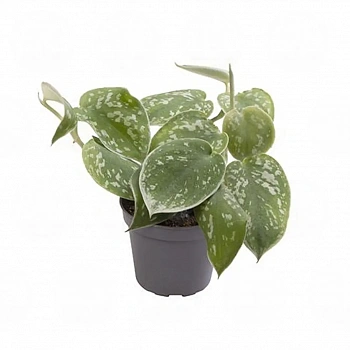 Филодендрон scandens 'Pictus'