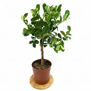 Цитрон Гигант / Citrus medica Giant — цитрусовое растение, фото
